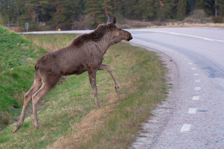 Тревожная статистика: в этой области Беларуси нашествие животных на дорогах