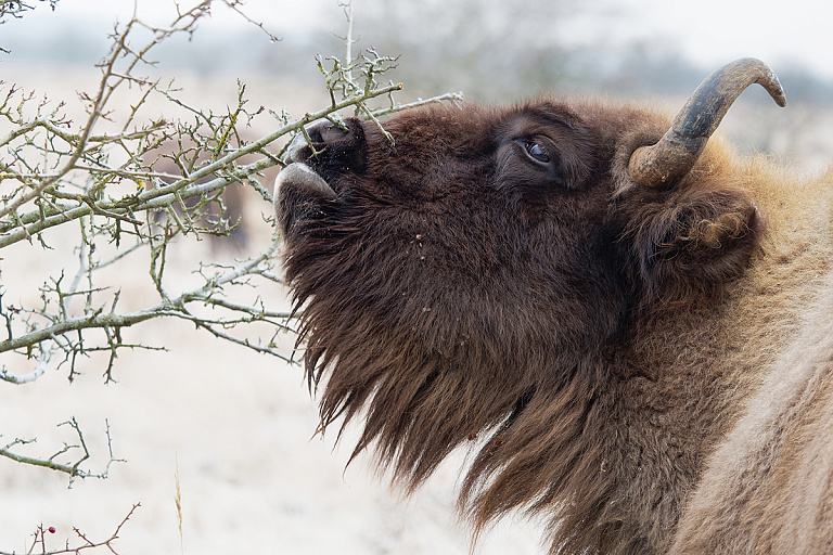 Зубров по зиме считают: как в Беловежской пуще проверят их численность