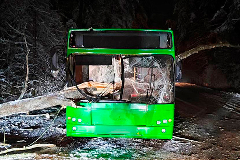 Дерево упало на рейсовый автобус с людьми под Гомелем – подробности
