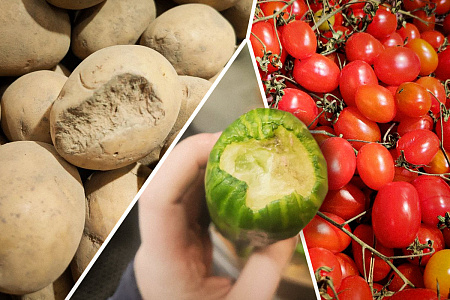 Кто погрыз огурец: проверяем, хватает ли хороших овощей в магазинах Минска