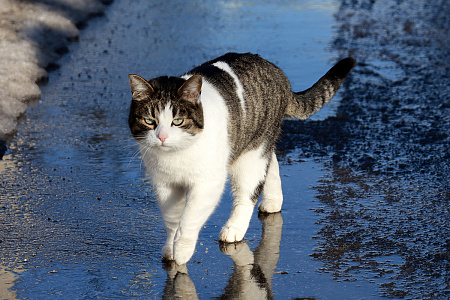 Домой любой ценой: кот преодолел почти 250 км, чтобы вернуться к семье