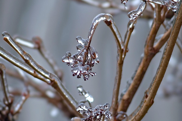 Почему нельзя сбивать лед с веток – главная ошибка садоводов
