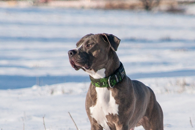 "Выходите": узнали, почему белоруску с собакой выгнали из автобуса