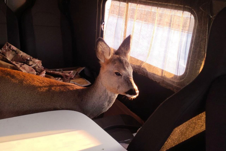 Обессиленную косулю спасли под Столином – сеголетка вышла на дорогу