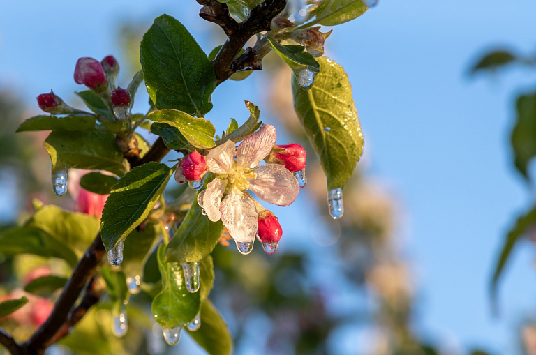 В Беларуси посадят больше яблонь – кто этим займется