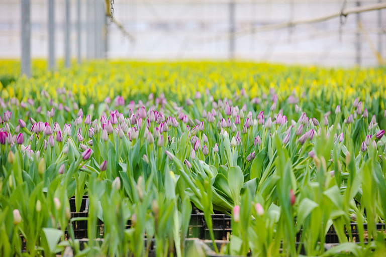 Тюльпаны в Беларуси уже выросли – посмотрите на первые фото
