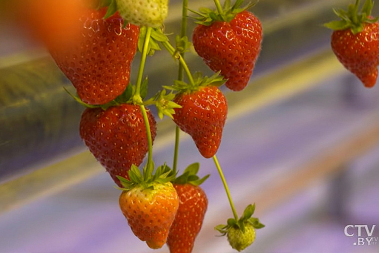 На Минщине зимой растет клубника – спелые ягоды уже готовят к продаже