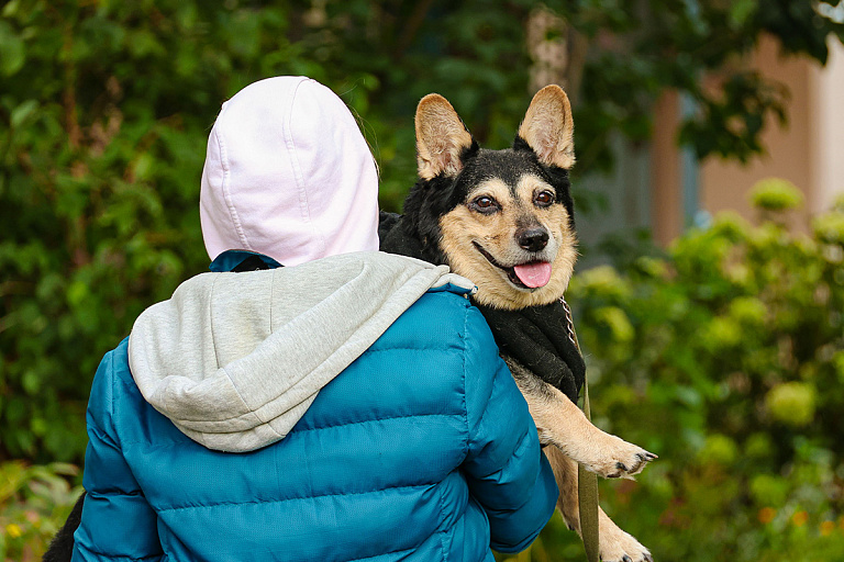 Как влияет алкоголь на домашних животных, объяснил ветеринар