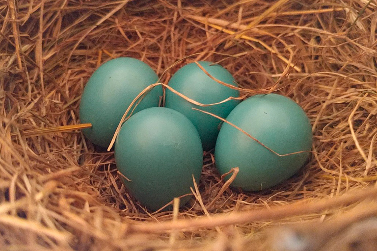 В Беларуси хотят производить голубые яйца – где их найти
