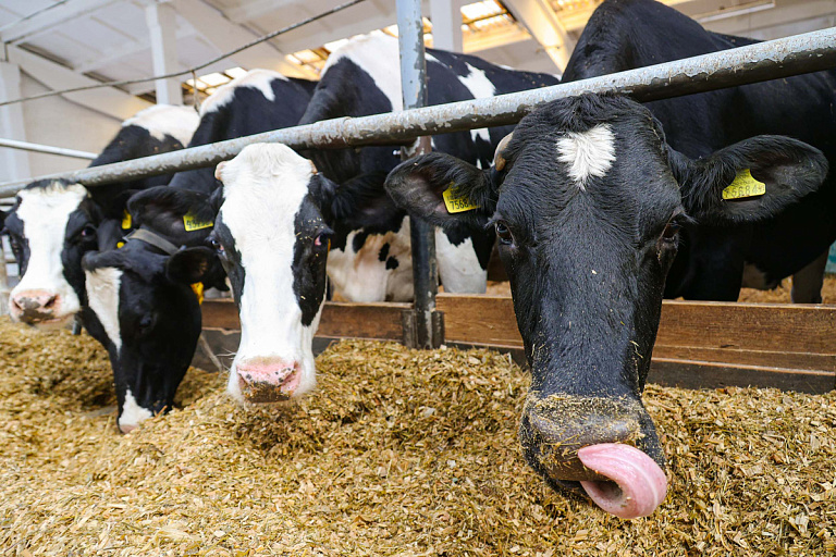 В Беларуси стало умирать больше скота – как на фермах спасают животных