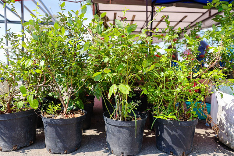 Стало известно, сколько деревьев посадят минчане в 2026-м