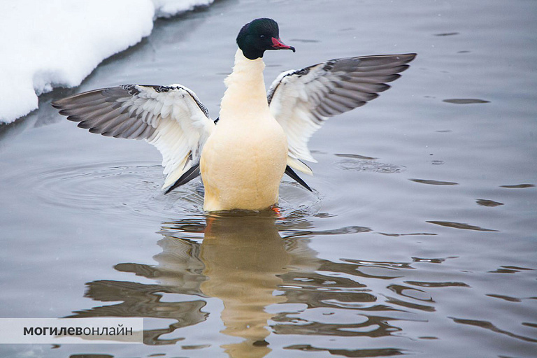 Редкую для Беларуси птицу заметили в Могилеве – выглядит мило