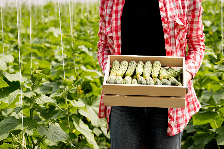 Под Гомелем сняли первый урожай огурцов в теплицах – называем ранние сорта