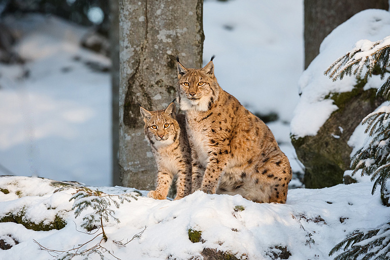Такая редкость – краснокнижные звери попали на видео в Беловежской пуще
