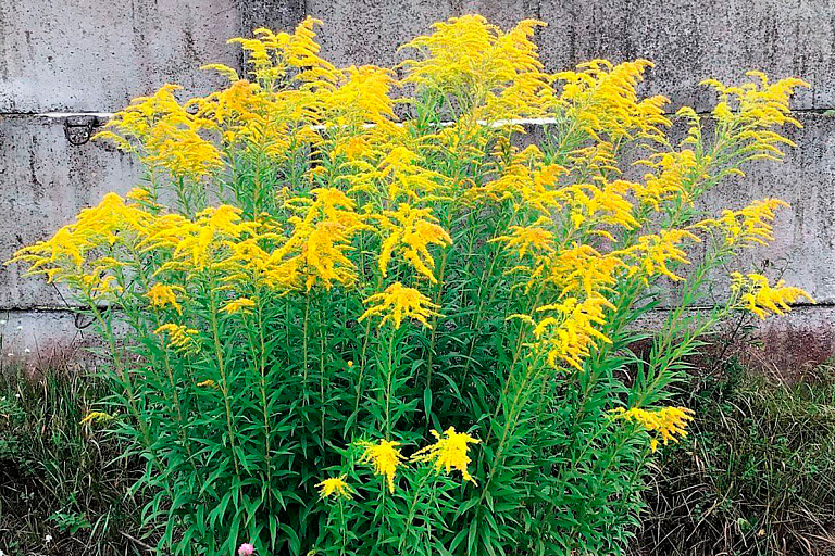 Школьница из Молодечно нашла пользу в злостном сорняке – золотарнике