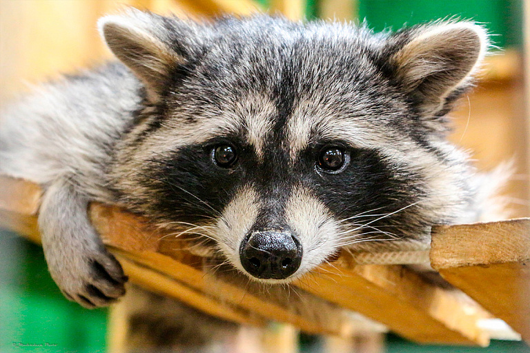 Енот Сеня из США получил белорусский паспорт – вот как он выглядит