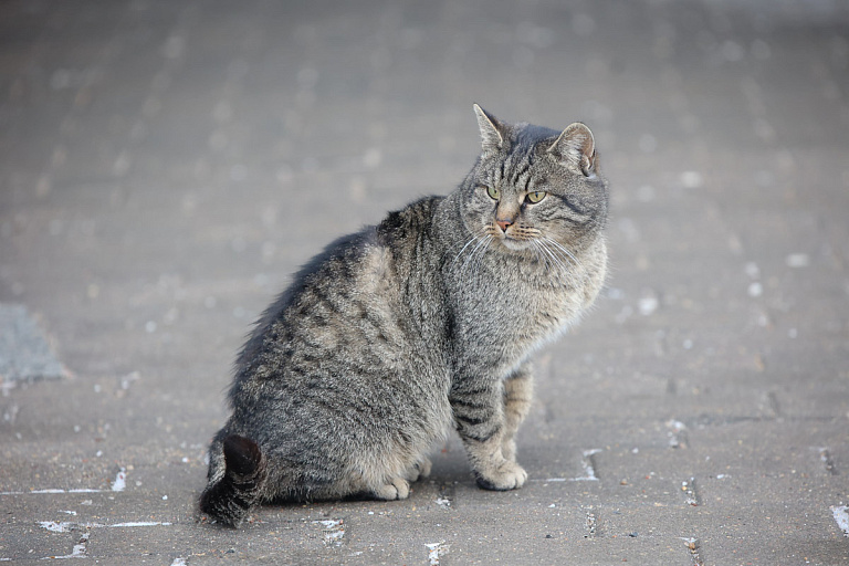Как помочь животным на улицах в холода: не только забрать и накормить