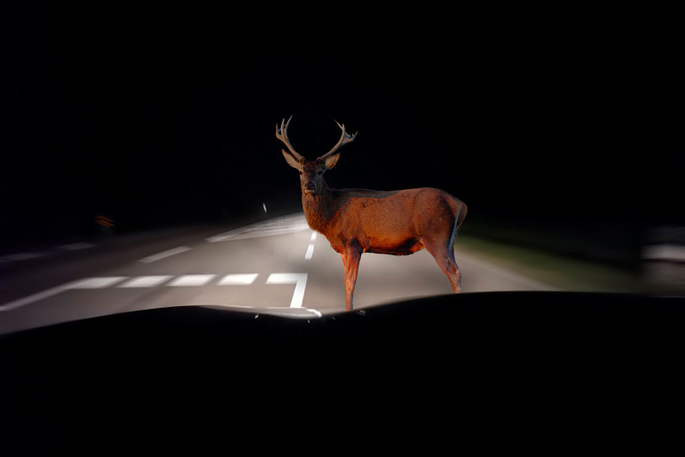 Чиновники объяснили, почему растет число ДТП с животными и что с этим делать