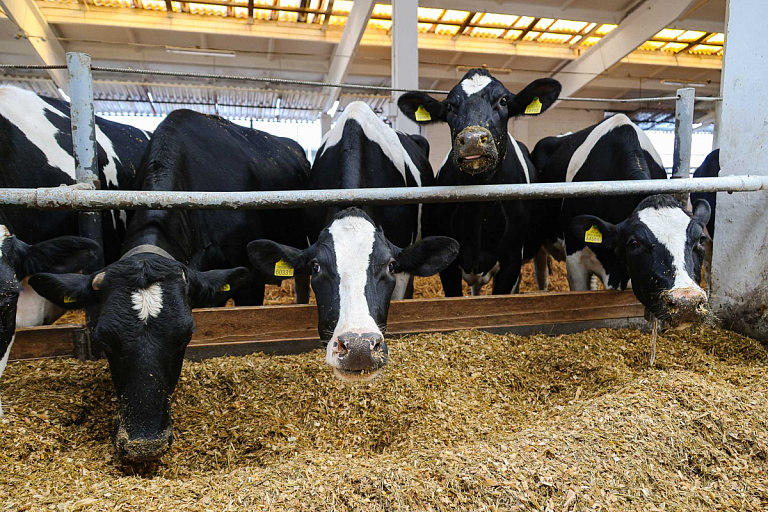 Власти поддержат сотни инвестпроектов от АПК – вот чем они займутся