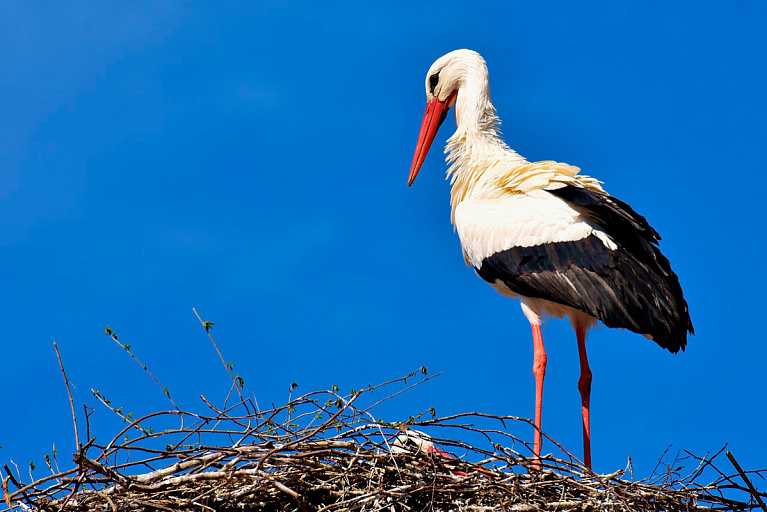 Аисты еще не вернулись, а белорусы уже строят им "дома" – фото