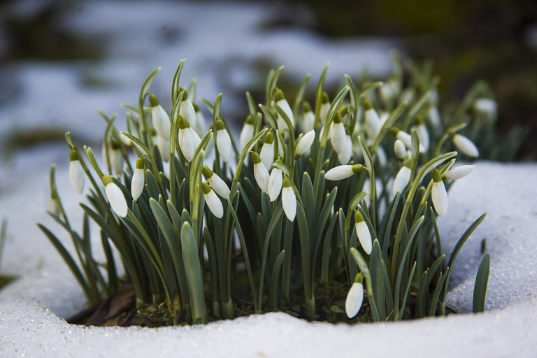 В пальто или пуховике – Рябов рассказал, в чем будем встречать 8 Марта