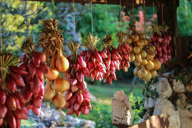 посадка лука севка весной на грядке