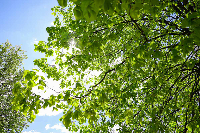 Более миллиона растений – узнали, как озеленят Минск в 2026-м