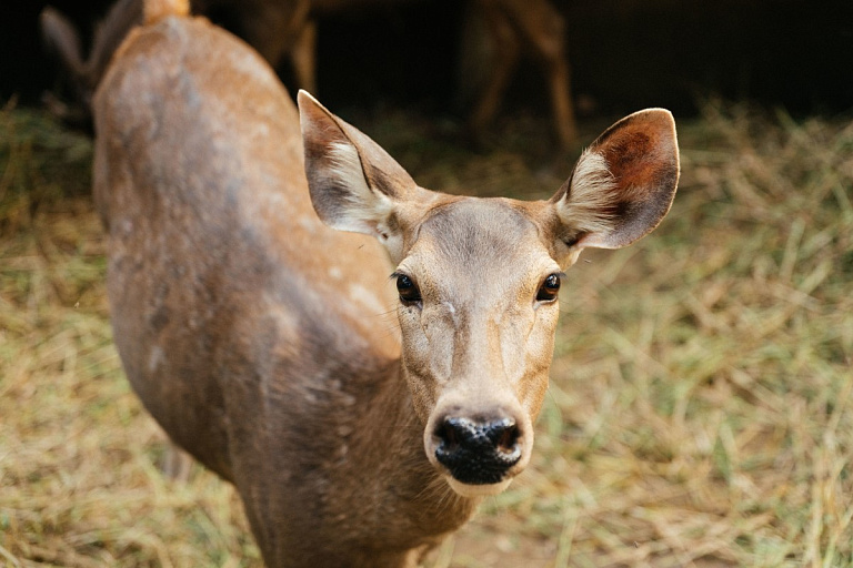 Косуля со сломанной ногой вышла к людям за помощью на Минщине