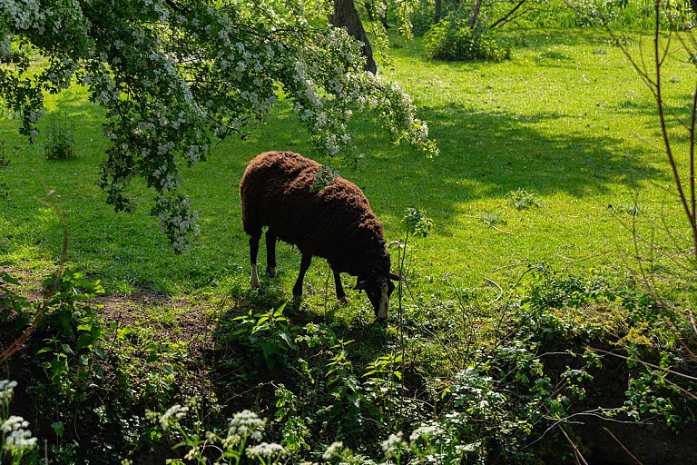 "Скотный двор": смотрим трейлер мультфильма по книге Оруэлла