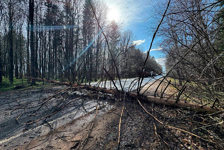 Циклон "Рапунцель" бушует в Беларуси – что натворила непогода