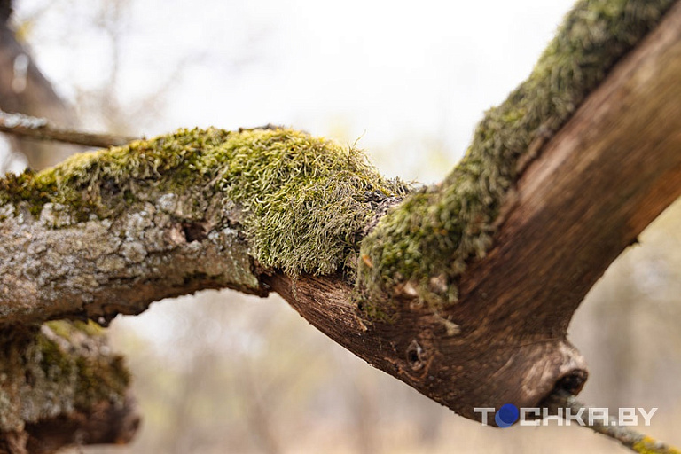 Фото: Павел Русак / Tochka.by