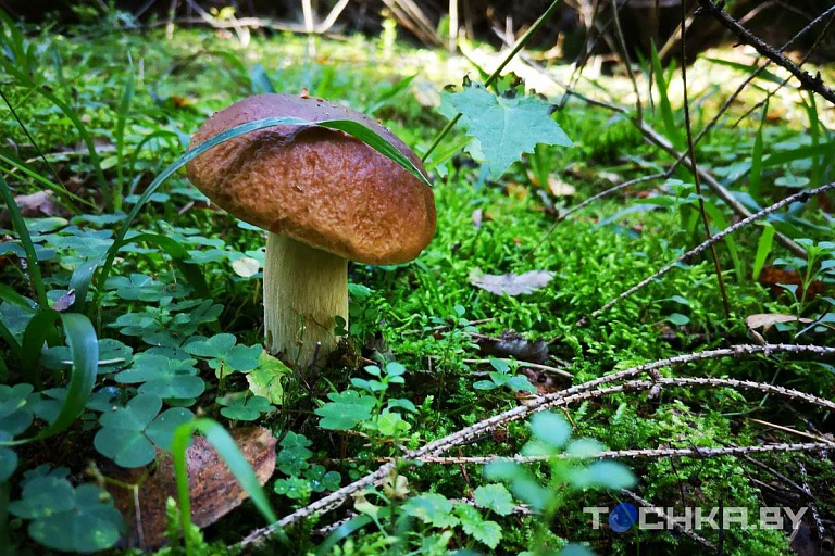 Ограничения на посещение лесов введены в 53 районах Беларуси