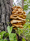 Фото: Павел Русак / Tochka.by
