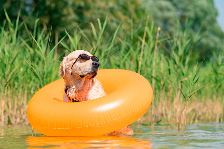 Где запрещено купаться в Беларуси, рассказала Санэпидемслужба