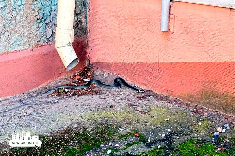 В Гродно у многоквартирного дома заметили живую метровую змею – видео