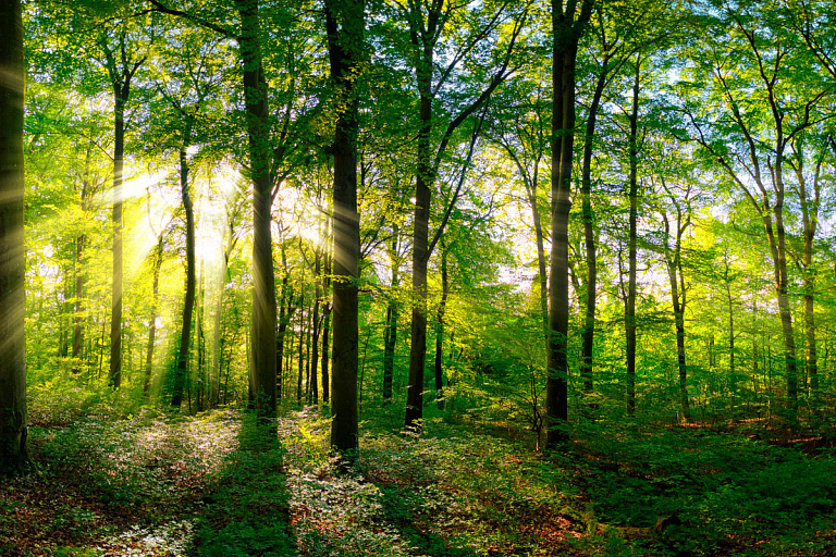 Ограничения на посещение лесов введены по всей Беларуси